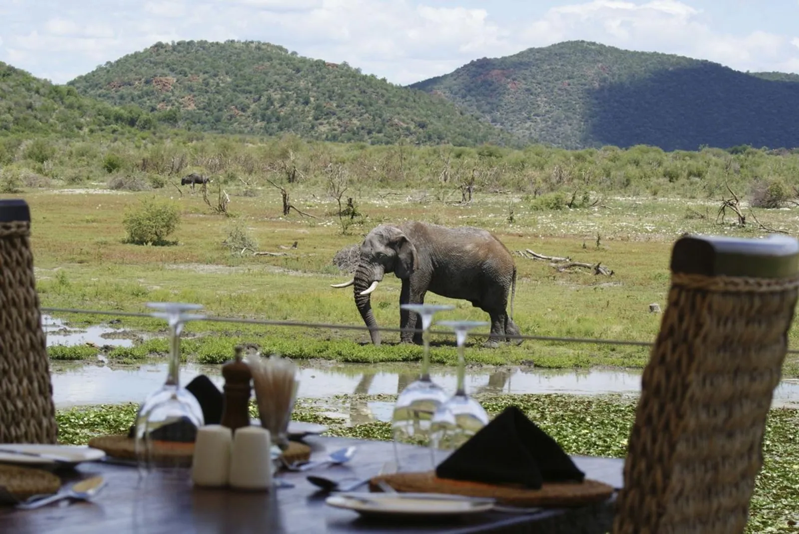 Elephants walking across the African savanna at Itaga Wildlife Retreat