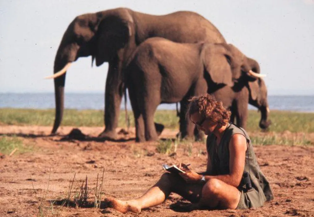 Elephant herd in the African savanna